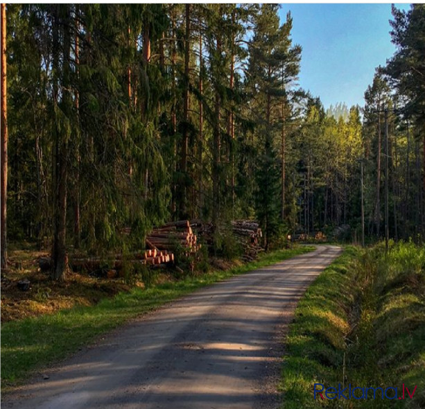 Pērku zemi ar mežu, pērkam cirsmas izstrādei Rēzekne un novads - foto 1