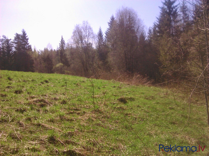 Pērku zemi ar mežu, pērkam cirsmas izstrādei Rēzekne un novads - foto 3