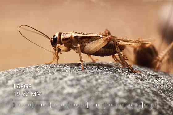 Живые Сверчки, Все Размеры - Под Ваши Нужды Рига
