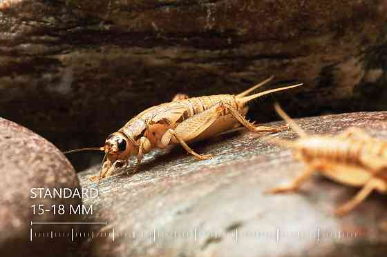 Живые Сверчки, Все Размеры - Под Ваши Нужды Рига