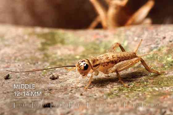 Живые Сверчки, Все Размеры - Под Ваши Нужды Рига