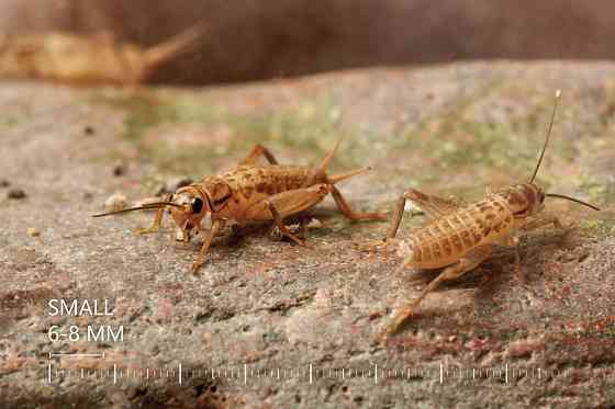 Живые Сверчки, Все Размеры - Под Ваши Нужды Рига