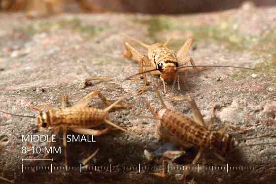 Живые Сверчки, Все Размеры - Под Ваши Нужды Рига