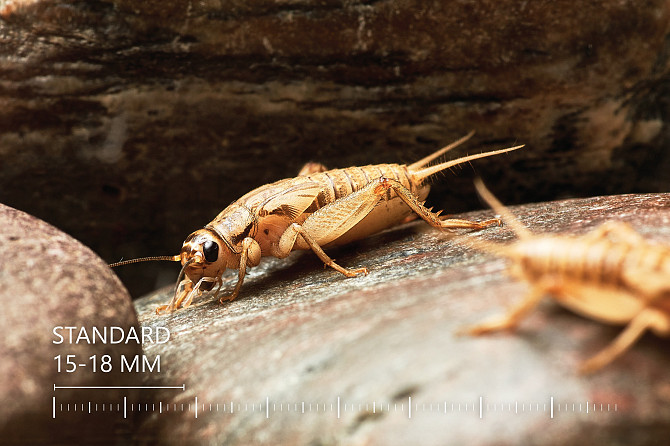 Живые Сверчки, Все Размеры - Под Ваши Нужды Рига - изображение 5