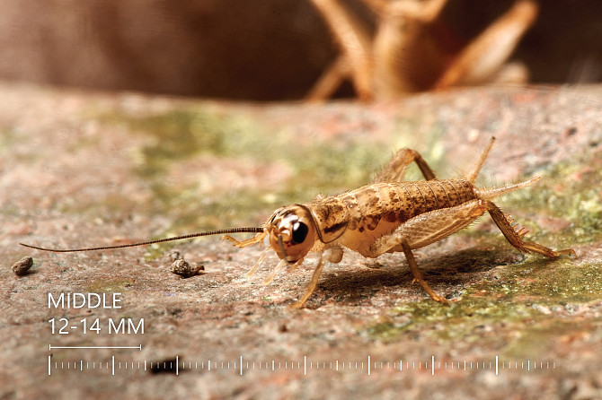 Живые Сверчки, Все Размеры - Под Ваши Нужды Рига - изображение 4