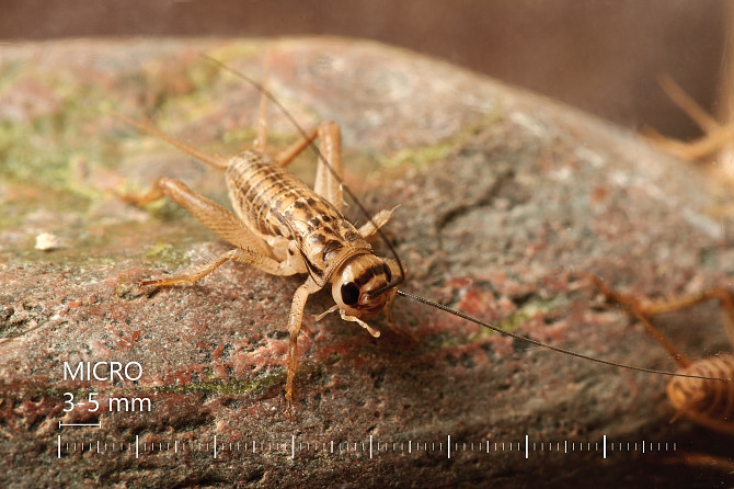 Живые Сверчки, Все Размеры - Под Ваши Нужды Рига - изображение 1