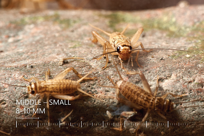 Живые Сверчки, Все Размеры - Под Ваши Нужды Рига - изображение 3