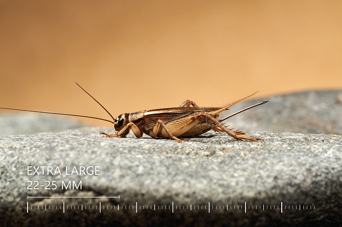 Живые Сверчки, Все Размеры - Под Ваши Нужды Рига - изображение 7