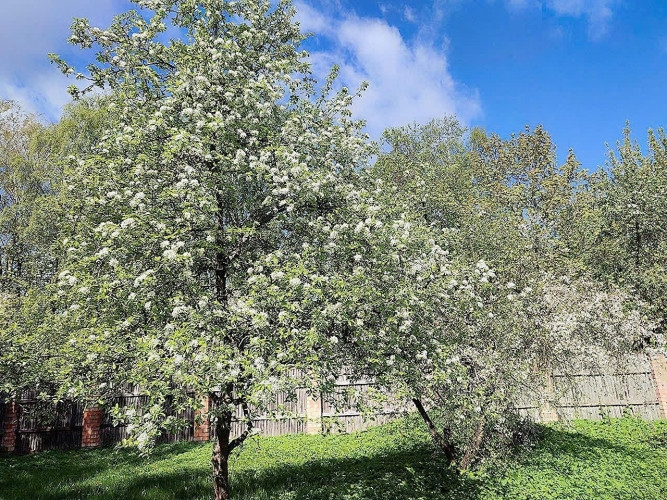 Piedāvājumā pilnībā izīrēts un peļņu nesošs namīpašums ar lielu zemes gabalu Rīga - foto 18