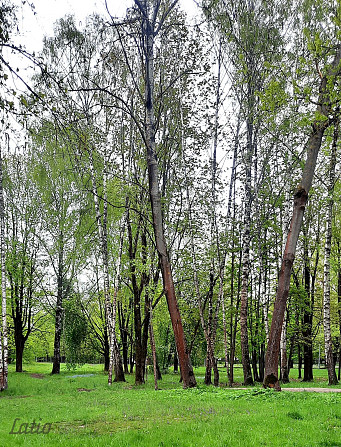 Pārdod 3 istabu dzīvokli tuvās Pārdaugavas klusajā un zaļajā apkaimē. Dzīvoklis sastāv no Rīga - foto 3
