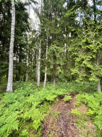 Tiek pārdoti 2 zemesgabali meža ielokā.  Nr 195, 678 m2 - 9500 EUR Nr 196, 721 m2 - 10100 EUR Olaine - foto 4