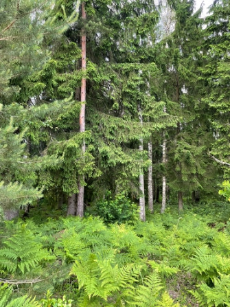 Tiek pārdoti 2 zemesgabali meža ielokā.  Nr 195, 678 m2 - 9500 EUR Nr 196, 721 m2 - 10100 EUR Olaine - foto 3