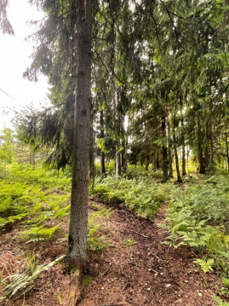 Tiek pārdoti 2 zemesgabali meža ielokā.  Nr 195, 678 m2 - 9500 EUR Nr 196, 721 m2 - 10100 EUR Olaine - foto 2