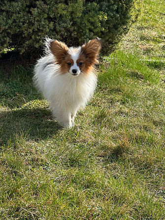 Papillon Daugavpils - foto 1