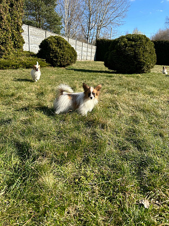 Papillon Daugavpils - foto 6