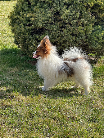 Papillon Daugavpils - foto 2
