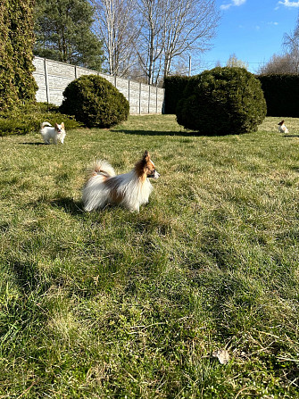 Papillon Daugavpils - foto 4