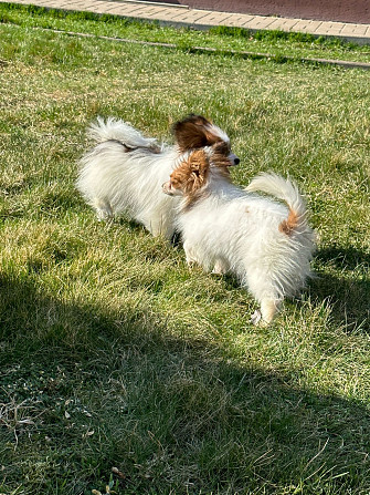 Papillon Daugavpils - foto 5