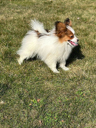 Papillon Daugavpils - foto 3