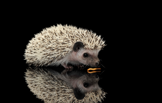 Большой мучной червь – Tenebrio molitor | Живой корм для рептилий, птиц и других питомцев Большой... Рига