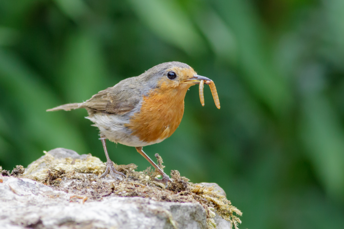 Большой мучной червь – Tenebrio molitor | Живой корм для рептилий, птиц и других питомцев
Большой... Рига - изображение 3