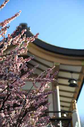 Напрямую из Японии от носителя языка ( в данный момент есть свободные каждое утро рабочего дня с... Rīga