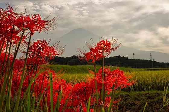 Напрямую из Японии от носителя языка ( в данный момент есть свободные каждое утро рабочего дня с... Rīga