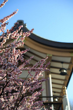 Напрямую из Японии от носителя языка
( в данный момент есть свободные каждое утро рабочего дня с... Rīga - foto 4