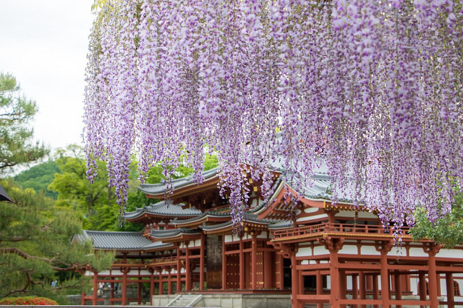 Напрямую из Японии от носителя языка
( в данный момент есть свободные каждое утро рабочего дня с... Rīga - foto 5