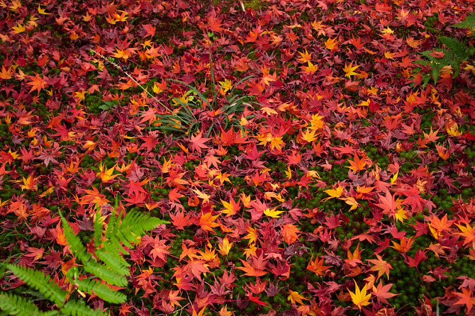 Напрямую из Японии от носителя языка
( в данный момент есть свободные каждое утро рабочего дня с... Rīga - foto 6