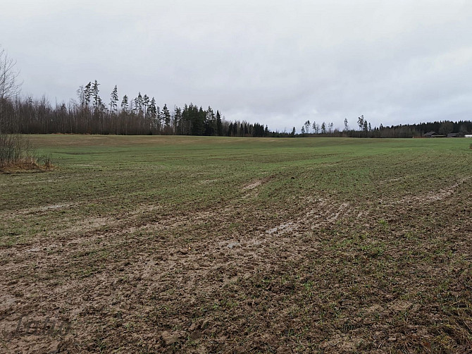 Pārdod divus, blakus esošus zemes īpašumus, to kopējā platība ir 12.49 ha, Lēdurgas pagastā, Sigulda Лимбажи и Лимбажский край - изображение 5
