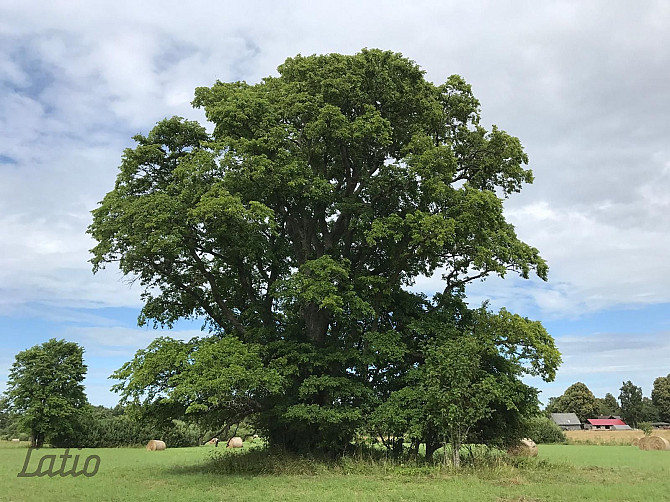Investīciju objekts pie jūras  43,64 ha ar elektrības pieslēgumu
Pārdod četrus blakus Liepāja - foto 1
