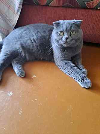 Продаю Британская прямоухая 2 месяца 2 девочки и 1 вислоухая Rīga