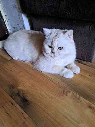 Продаю Британская прямоухая 2 месяца 2 девочки и 1 вислоухая Rīga