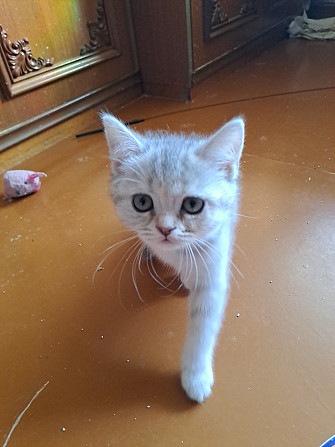 Продаю Британская прямоухая 2 месяца 2 девочки и 1 вислоухая Rīga - foto 2