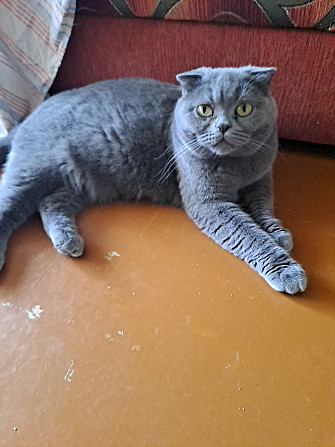 Продаю Британская прямоухая 2 месяца 2 девочки и 1 вислоухая Rīga - foto 4