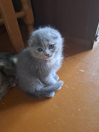 Продаю Британская прямоухая 2 месяца 2 девочки и 1 вислоухая Rīga - foto 1