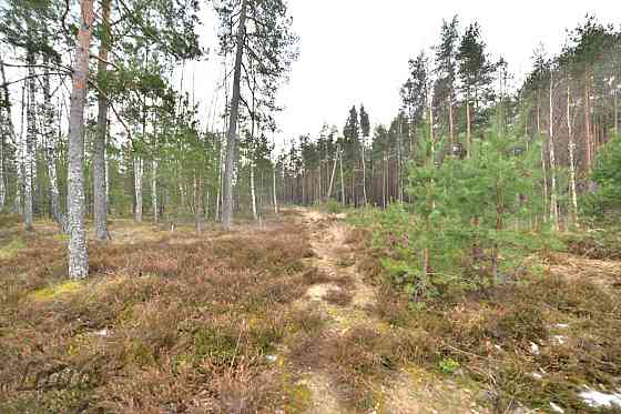 Pārdod privātmāju apbūves zemesgabalu Vecdaugavā, Brīzes iela 58. Zemesgabals atmežojams no priedēm  Rīga