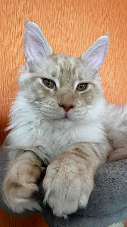 WCF sistēmas audzētava "Silent Fang" piedāvā apburošus Meinkūnu (Maine Coon) šķirnes puikas.... Daugavpils - foto 2