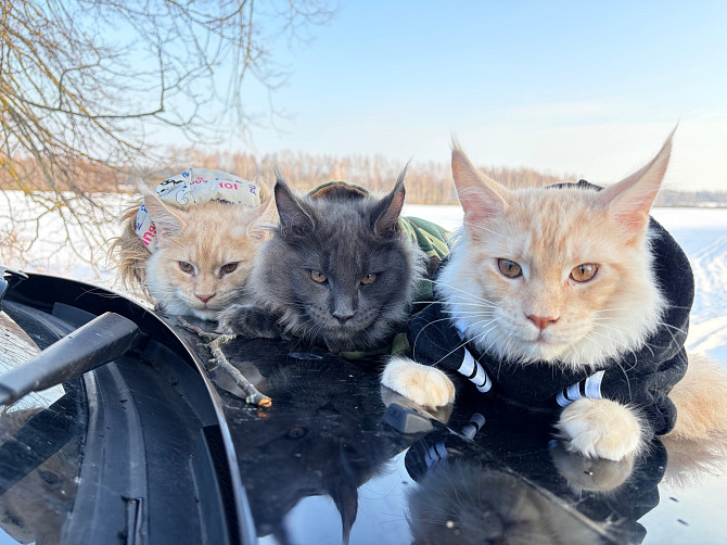 WCF sistēmas audzētava "Silent Fang" piedāvā apburošus Meinkūnu (Maine Coon) šķirnes puikas.... Daugavpils - foto 4