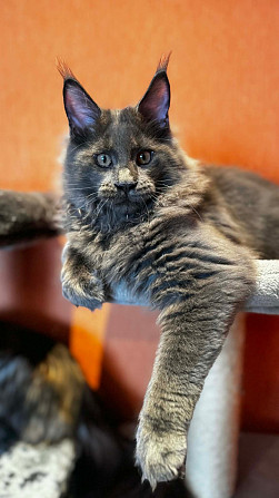 WCF sistēmas audzētava "Silent Fang" piedāvā apburošus Meinkūnu (Maine Coon) šķirnes puikas.... Daugavpils - foto 7