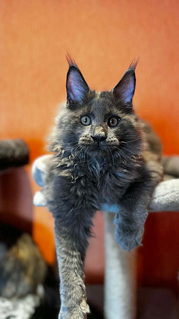 WCF sistēmas audzētava "Silent Fang" piedāvā apburošus Meinkūnu (Maine Coon) šķirnes puikas.... Daugavpils - foto 3