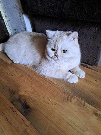 Продаю шотландского кота 3 года род. 21.01.2023 г .привит спокойный характер Rīga - foto 1