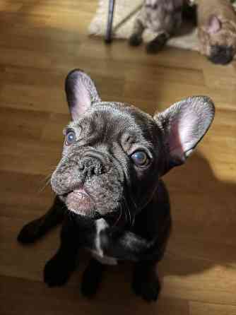 Четыре лапочки-дочки? О нет. У нас эксклюзивный, чудесный букет: Три грации-девочки, нежных и... Rīga