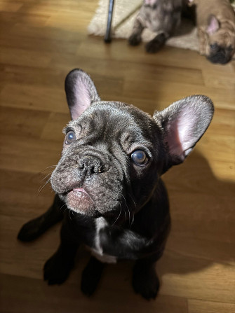 Четыре лапочки-дочки? О нет.
У нас эксклюзивный, чудесный букет:
Три грации-девочки, нежных и... Rīga - foto 4