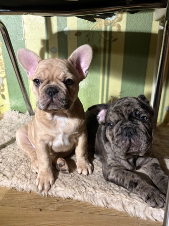 Четыре лапочки-дочки? О нет.
У нас эксклюзивный, чудесный букет:
Три грации-девочки, нежных и... Rīga - foto 1