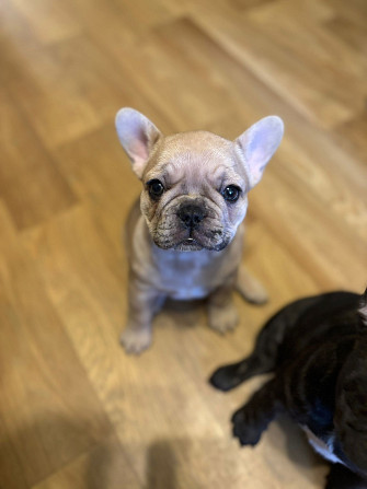 Четыре лапочки-дочки? О нет.
У нас эксклюзивный, чудесный букет:
Три грации-девочки, нежных и... Rīga - foto 3