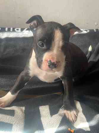 Piedāvājam rezervēt. Amerikāņu stafordšīras terjera kucēnus. Pieejami puikas dzimuši Latvijā. Abi... Ogre