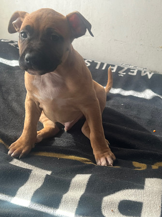 Piedāvājam rezervēt. Amerikāņu stafordšīras terjera kucēnus. Pieejami puikas dzimuši Latvijā. Abi... Ogre - foto 1