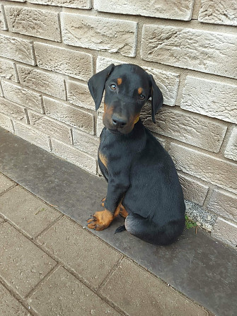 Dobermaņa kucēni ar ciltsrakstiem. Meklējam mīlošas un atbildīgas mājas. Dobermaņa kucēni, ... Valka - foto 2